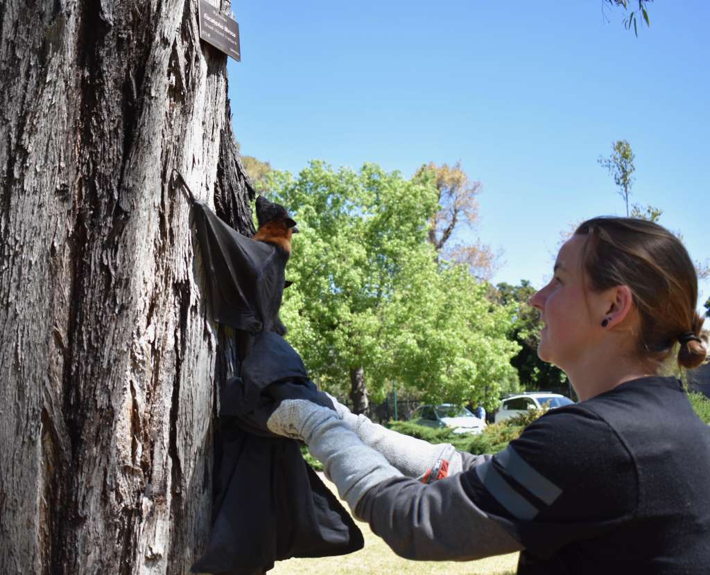 grey-headed-flying-fox-3